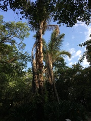 Raphia australis