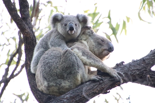 Koala, photo 2 of 9