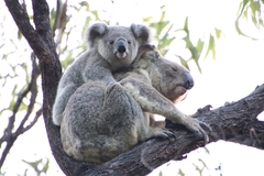Koala photo 6
