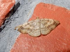 Ozola minor