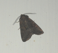 Oligia latruncula