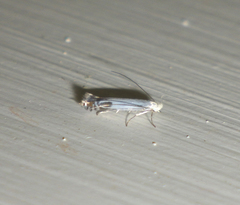 Lyonetia