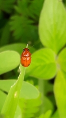 Ceratobasis koenigii