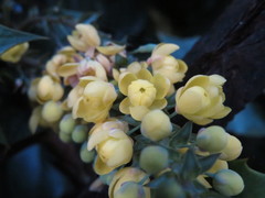 Berberis fortunei