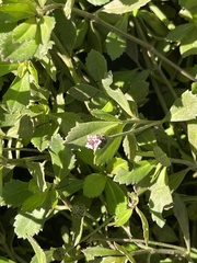 Phyla nodiflora nodiflora