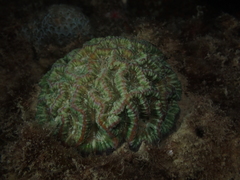 Australophyllia wilsoni