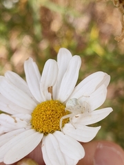 Misumena spinifera