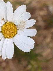 Misumena spinifera
