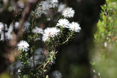 Melaleuca squamea