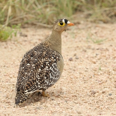 Pterocles bicinctus multicolor