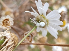 Misumena spinifera