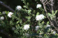 Melaleuca squamea