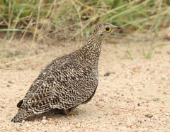 Pterocles bicinctus multicolor