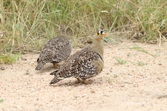 Pterocles bicinctus multicolor