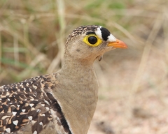 Pterocles bicinctus multicolor