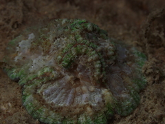 Australophyllia wilsoni