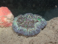 Australophyllia wilsoni