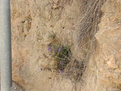 Trachelium caeruleum