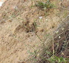 Bituminaria bituminosa