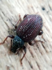 Otiorhynchus rugosostriatus