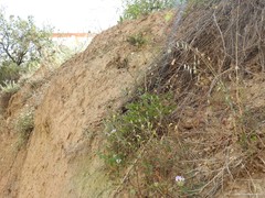 Bituminaria bituminosa