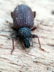 Otiorhynchus rugosostriatus