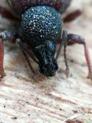 Otiorhynchus rugosostriatus