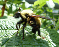 Laphria thoracica