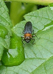Agrilus ruficollis
