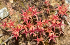 Sedum cespitosum
