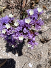 Limonium sinuatum sinuatum