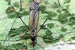 Nephrotoma pratensis
