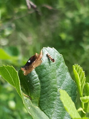 Phyllonorycter klemannella
