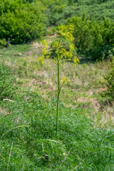 Ferula songarica