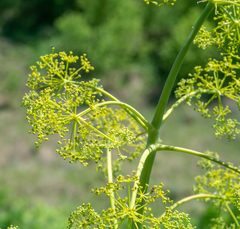 Ferula songarica