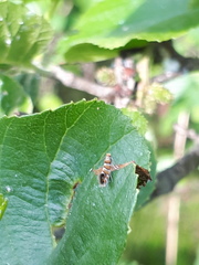 Phyllonorycter klemannella