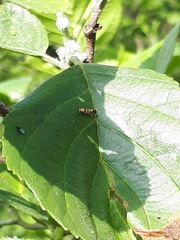 Phyllonorycter klemannella