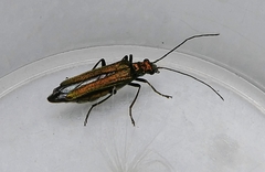 Oedemera nobilis