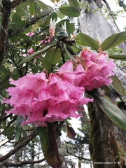 Rhododendron kesangiae