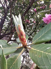 Rhododendron kesangiae