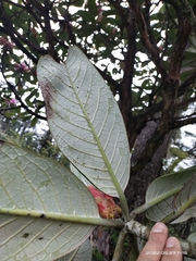 Rhododendron kesangiae