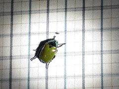 Callistethus stoliczkae