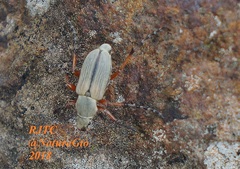 Macrodactylus murinus