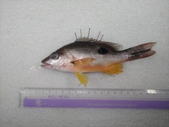 Lutjanus russellii