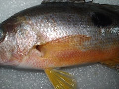 Lutjanus russellii