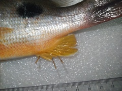 Lutjanus russellii