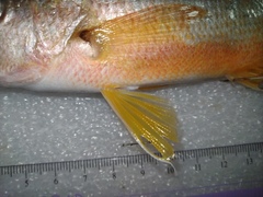 Lutjanus russellii