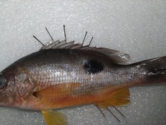 Lutjanus russellii