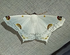 Sericoptera mahometaria