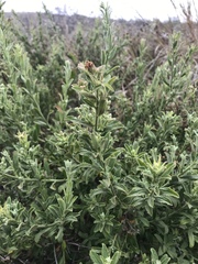 Baccharis plummerae
